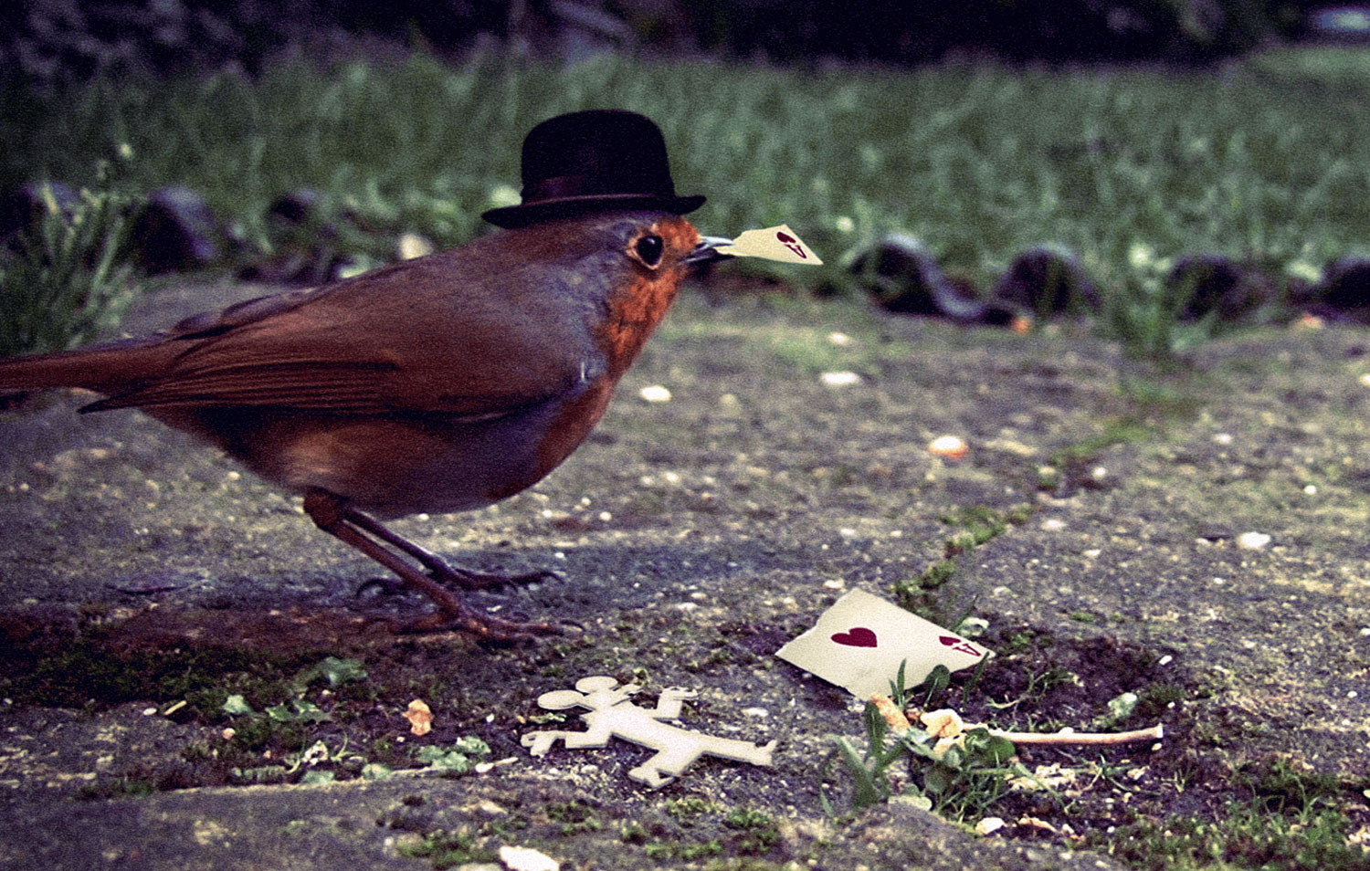 HAFF Title Sequence: Robin