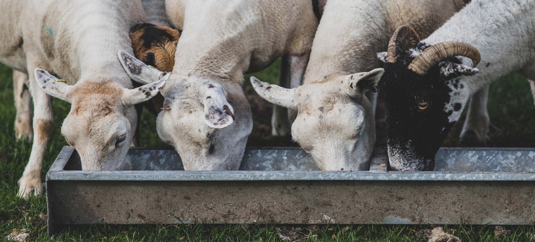 Sheep drinking
